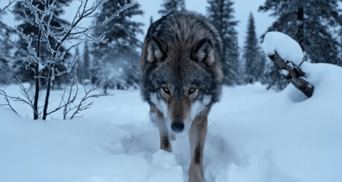 Cinematic Lone Wolf in Winter Forest: Sora, Google Veo 3, Runway Gen-3, Pika Labs, Luma Dream Machine Prompt
